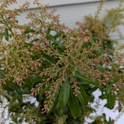 Pieris Japonica Passion