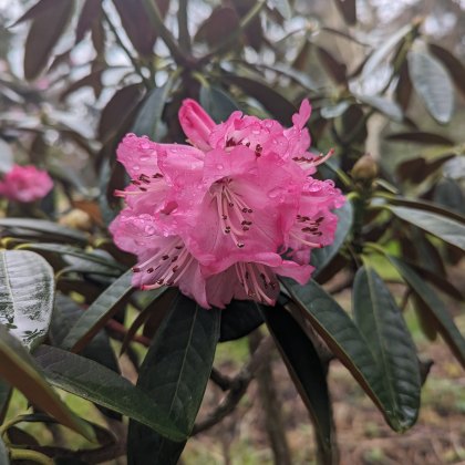 Rhododendron arboreum cinnamomeum 'Everest Reunion'