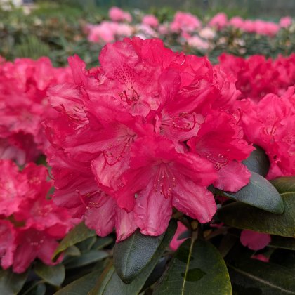 Rhododendron Astrid