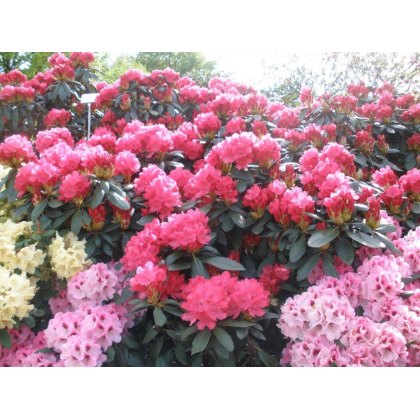 Rhododendron Astrid