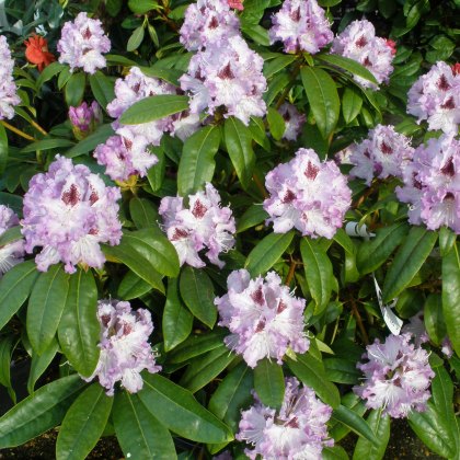 Rhododendron Blue Peter  AGM