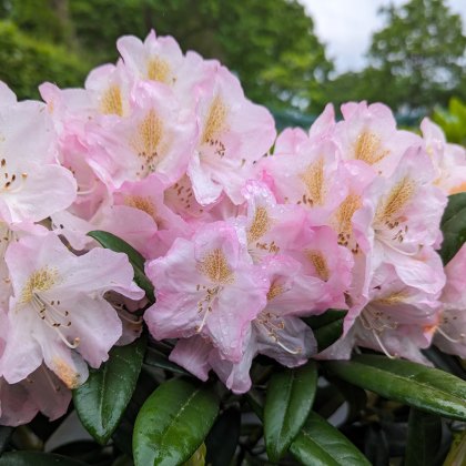 Rhododendron Brigitte