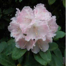 Rhododendron Doc