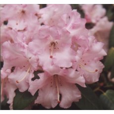 Rhododendron Dormouse