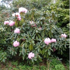 Rhododendron Endsleigh Pink