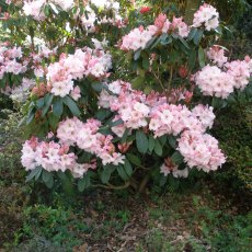 Rhododendron Faggetter's Favourite  AGM