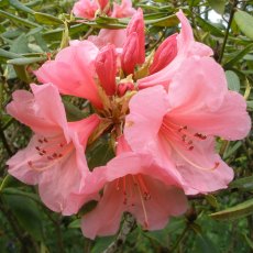 Rhododendron Fairy Light