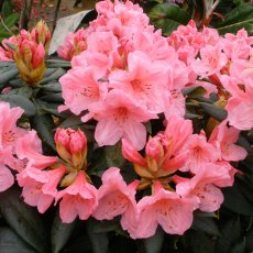 Rhododendron Fairy Light
