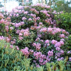 Rhododendron Fastuosum Flore Pleno  AGM