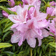 Rhododendron Filigran (Filigree)