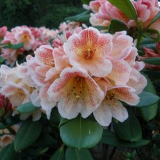 Rhododendron Firelight