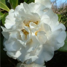 Camellia x williamsii 'ETR Carlyon' AGM
