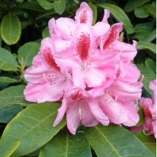 Rhododendron Furnivall's Daughter  AGM