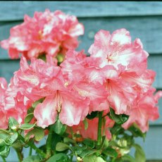 Rhododendron Gartendirektor Glocker