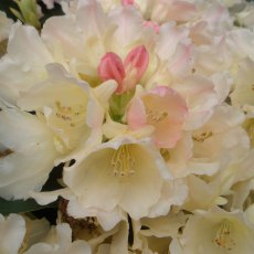 Rhododendron Golden Torch  AGM