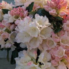 Rhododendron Golden Torch  AGM