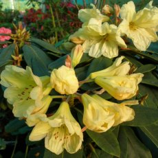 Rhododendron Golden Wedding Rhododendron Golden Wedding