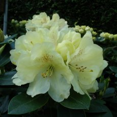 Rhododendron Goldkrone  AGM