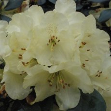 Rhododendron Goldprinz INKARHO