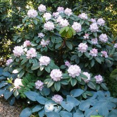 Rhododendron Gomer Waterer  AGM