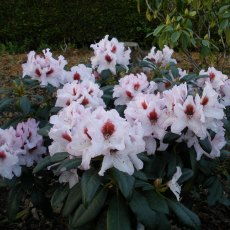 Rhododendron Graffito