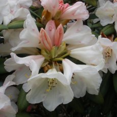 Rhododendron Grumpy