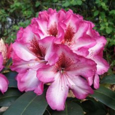 Rhododendron Hans Hachmann