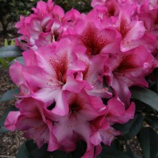 Rhododendron Hans Hachmann