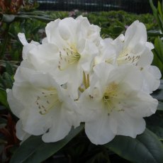 Rhododendron High Summer