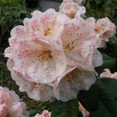 Rhododendron Hille