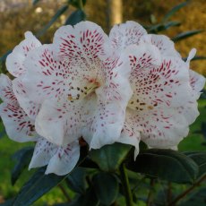 Rhododendron Hille