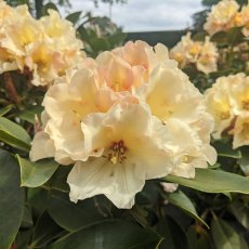 Rhododendron Horizon Monarch  AGM
