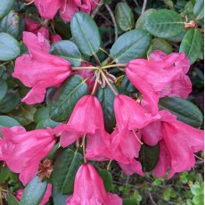 Rhododendron Hummingbird