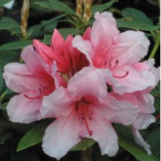 Rhododendron Hydon Dawn  AGM