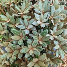 Rhododendron Hydon Velvet