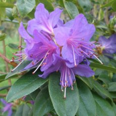 Rhododendron Ilam Violet