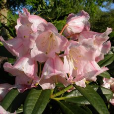 Rhododendron insigne  AGM