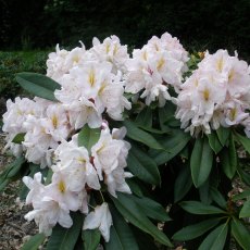 Rhododendron James Burchett  AGM