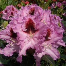 Rhododendron Kabarett