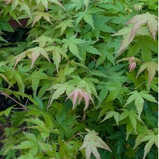 Acer palmatum 'Bi-Hoo'