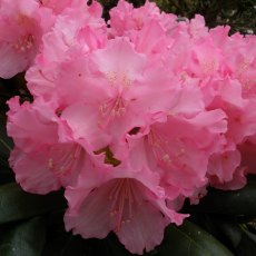 Rhododendron Kalinka