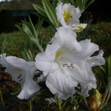 Rhododendron Lady Alice Fitzwilliam AGM Rhododendron Lady Alice Fitzwilliam AGM
