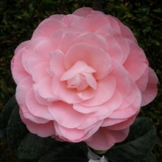 Camellia japonica 'Nuccio's Cameo' AGM
