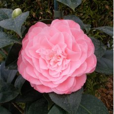 Camellia japonica 'Nuccio's Cameo' AGM