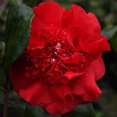 Camellia x williamsii 'Ruby Wedding'  AGM