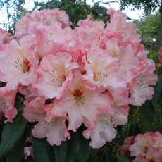 Rhododendron Lem's Cameo  AGM