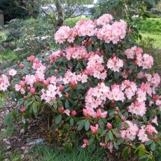 Rhododendron Lem's Cameo  AGM