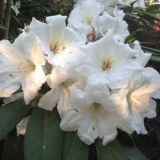 Rhododendron Lodauric Iceberg