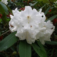 Rhododendron Lodauric Iceberg