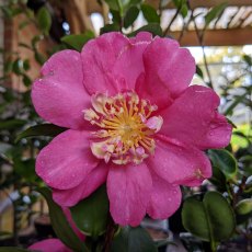 Camellia sasanqua 'Paradise Belinda'